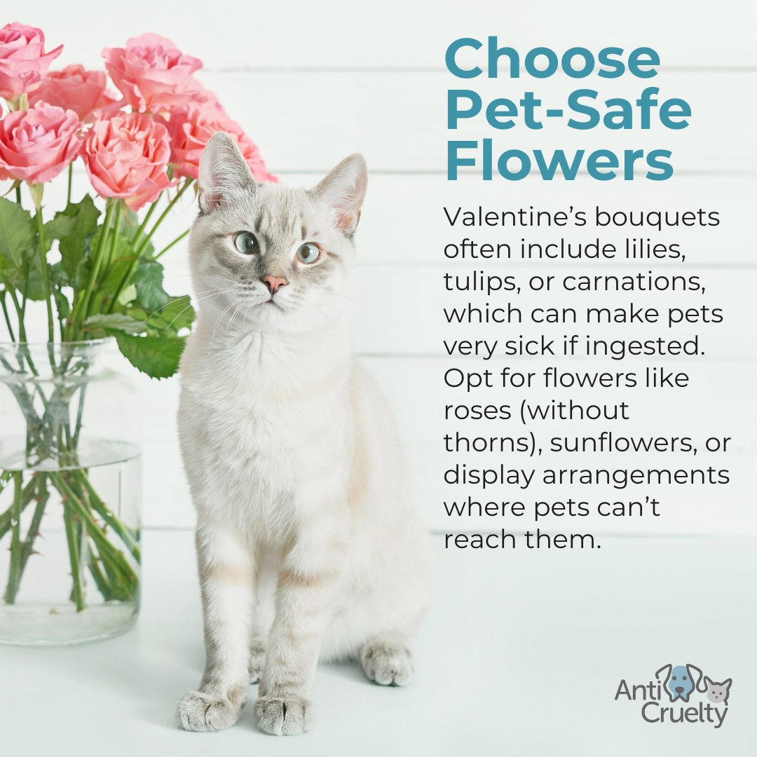 Anti-Cruelty tweet media