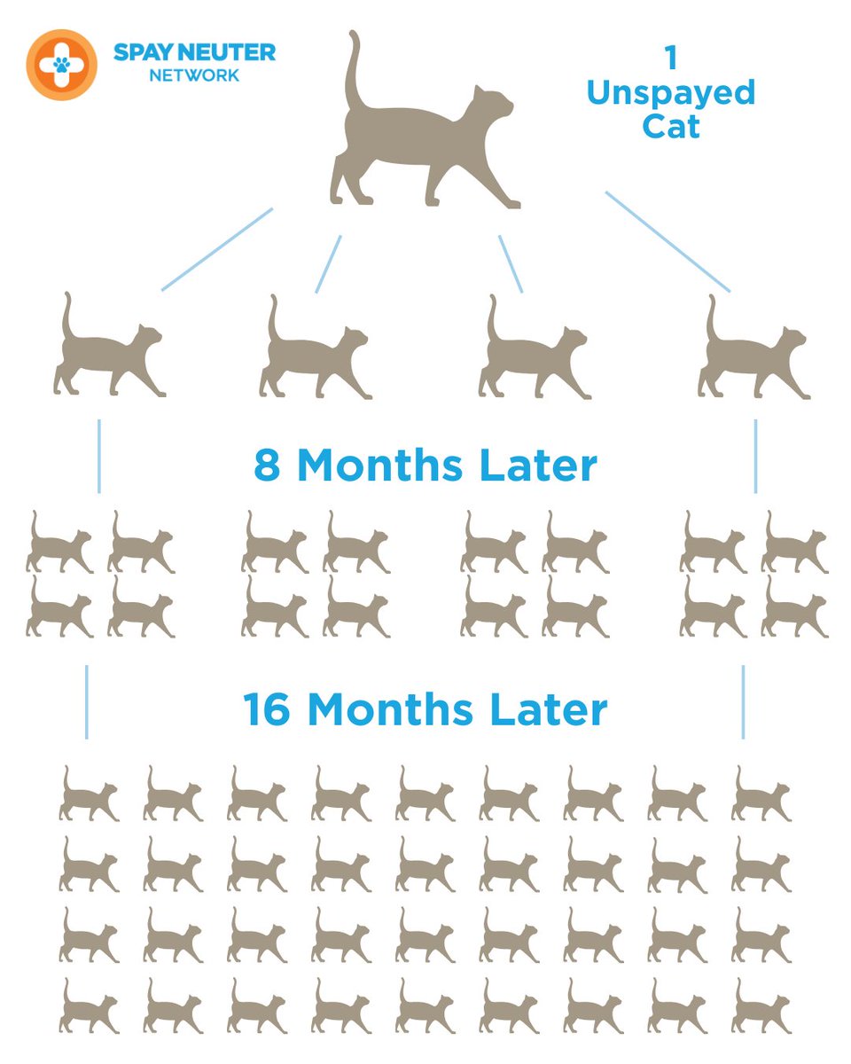 Help prevent the next litter today: spayneuternet.org/world-spay-day/ 
Kitten season nears...
Support spay/neuter, vaccines, and care to stop the cycle. 💙