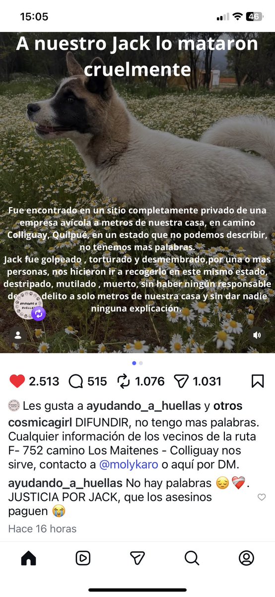Mataron a Jack!! Empresa avicola Colliguay, Quilpué
