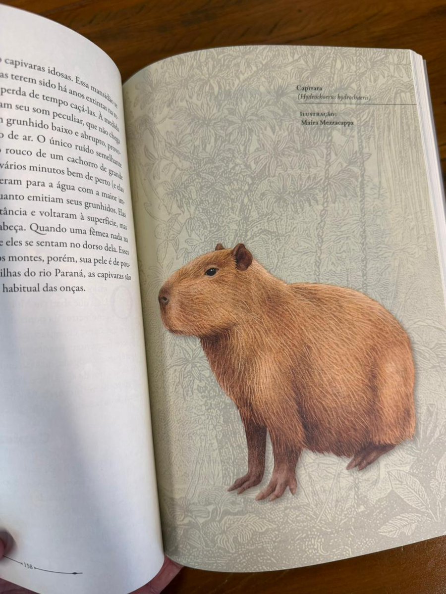 iserrapilheira's tweet photo. 🤓 📚 Ainda em celebração ao #DarwinDay, recomendamos o livro “Darwin no Brasil”. A obra narra a viagem do naturalista pelo mundo, com destaque para sua experiência brasileira e as contribuições desta jornada para a teoria da evolução.  #SerrapilheiraIndica https://t.co/LW1tyNhIlg
