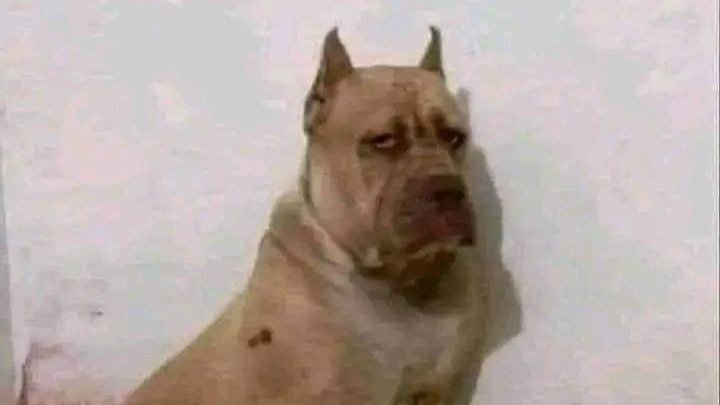 UENO BANK está patrocinando un evento a realizarse en la propiedad de un yanki con acusaciones de pederastía