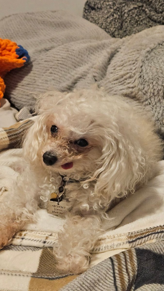 Kooky / Autumn 🍂🔜 FWA 🐶💣❤️🌻 tweet media