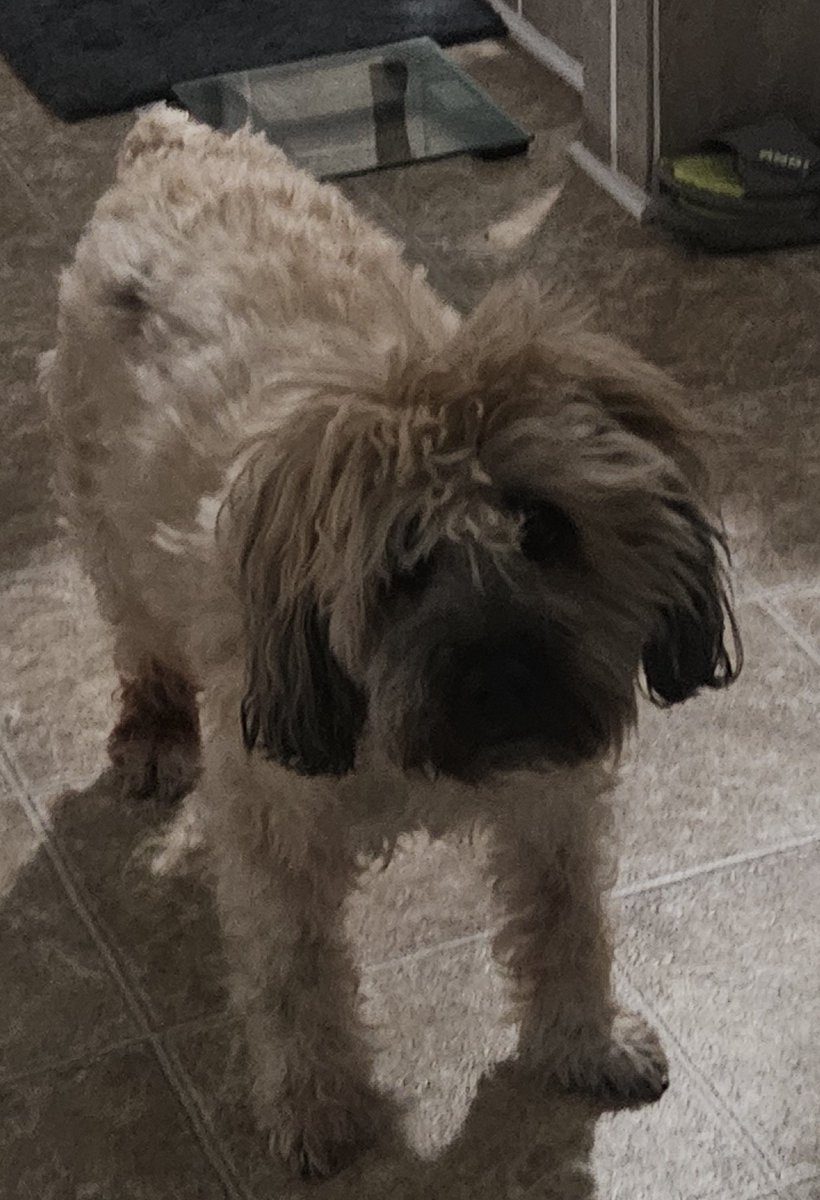 Kooky / Autumn 🍂🔜 FWA 🐶💣❤️🌻 tweet media