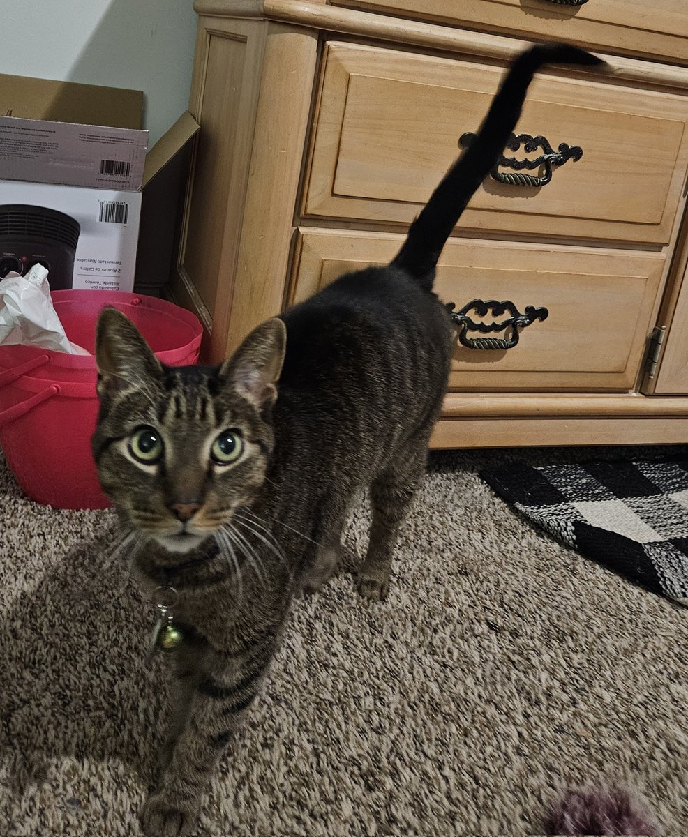 Kooky / Autumn 🍂🔜 FWA 🐶💣❤️🌻 tweet media