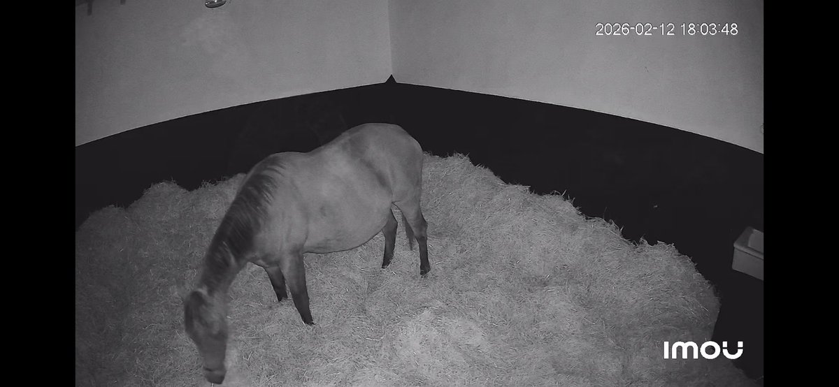 Gillonbldstk's tweet photo. Hopefully not long now untill our first foal is on the ground here at Floors 🐴 https://t.co/urzFIbrYLp