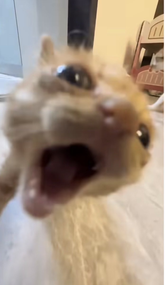 WhatYouThink⁷ tweet media