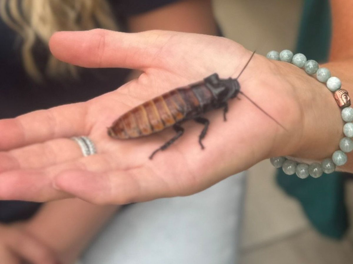 talker_news's tweet image. Animal park’s Valentine’s Day special? Roaches named after exes: talker.news/2026/02/12/ani… 

#cockroaches #dating #exes #ValentinesDay #Valentines #funny #cockroach #roach