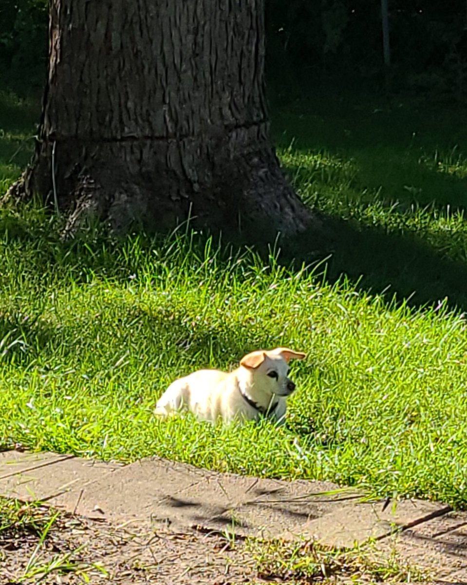 Sarah Rowe, LAT, ATC tweet media