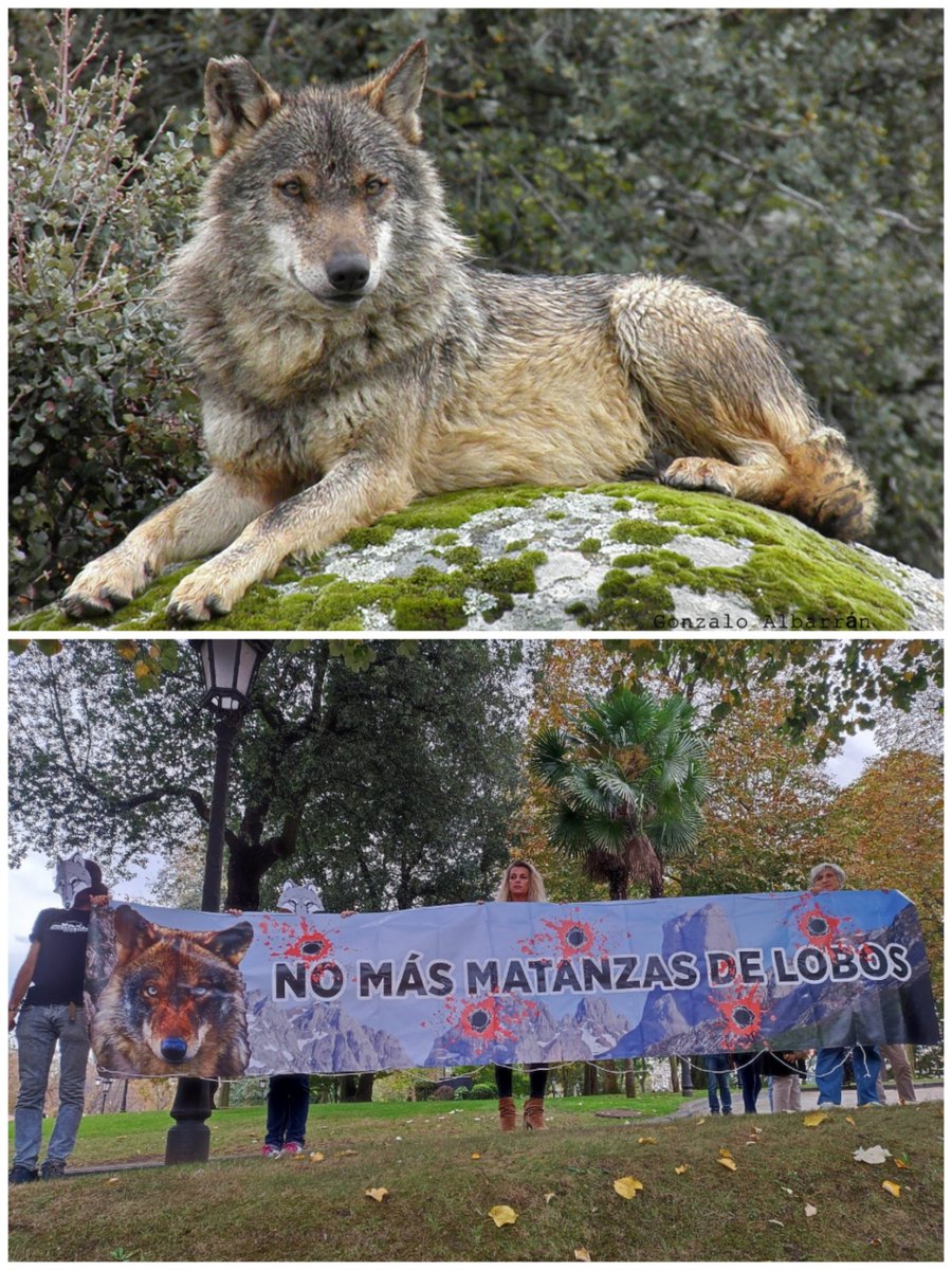 AmaregarDefensoraAnimalista, EcoFeminista tweet media