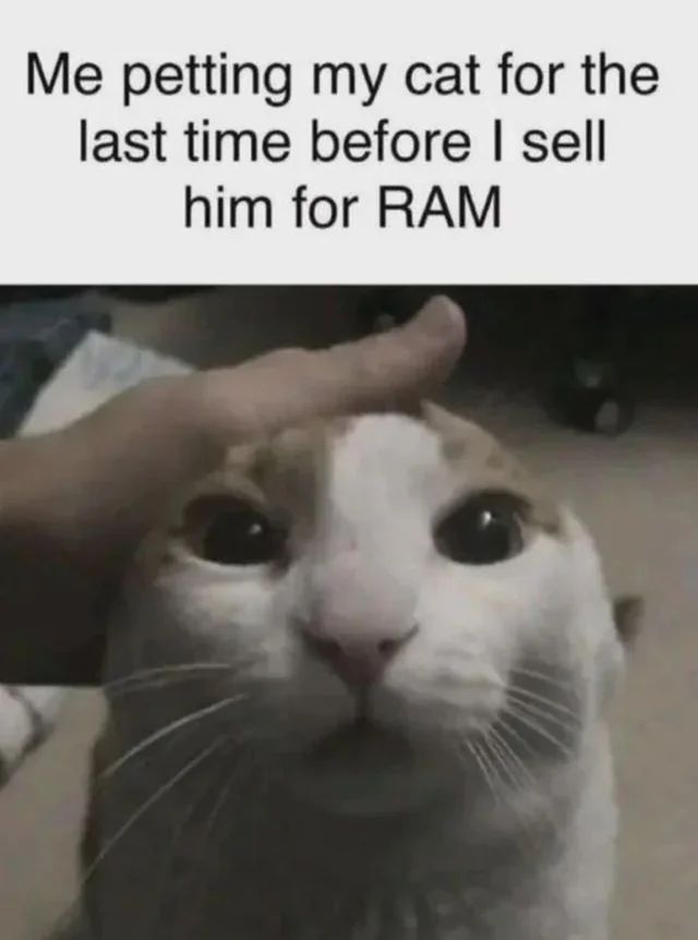 Cat TikToks tweet media