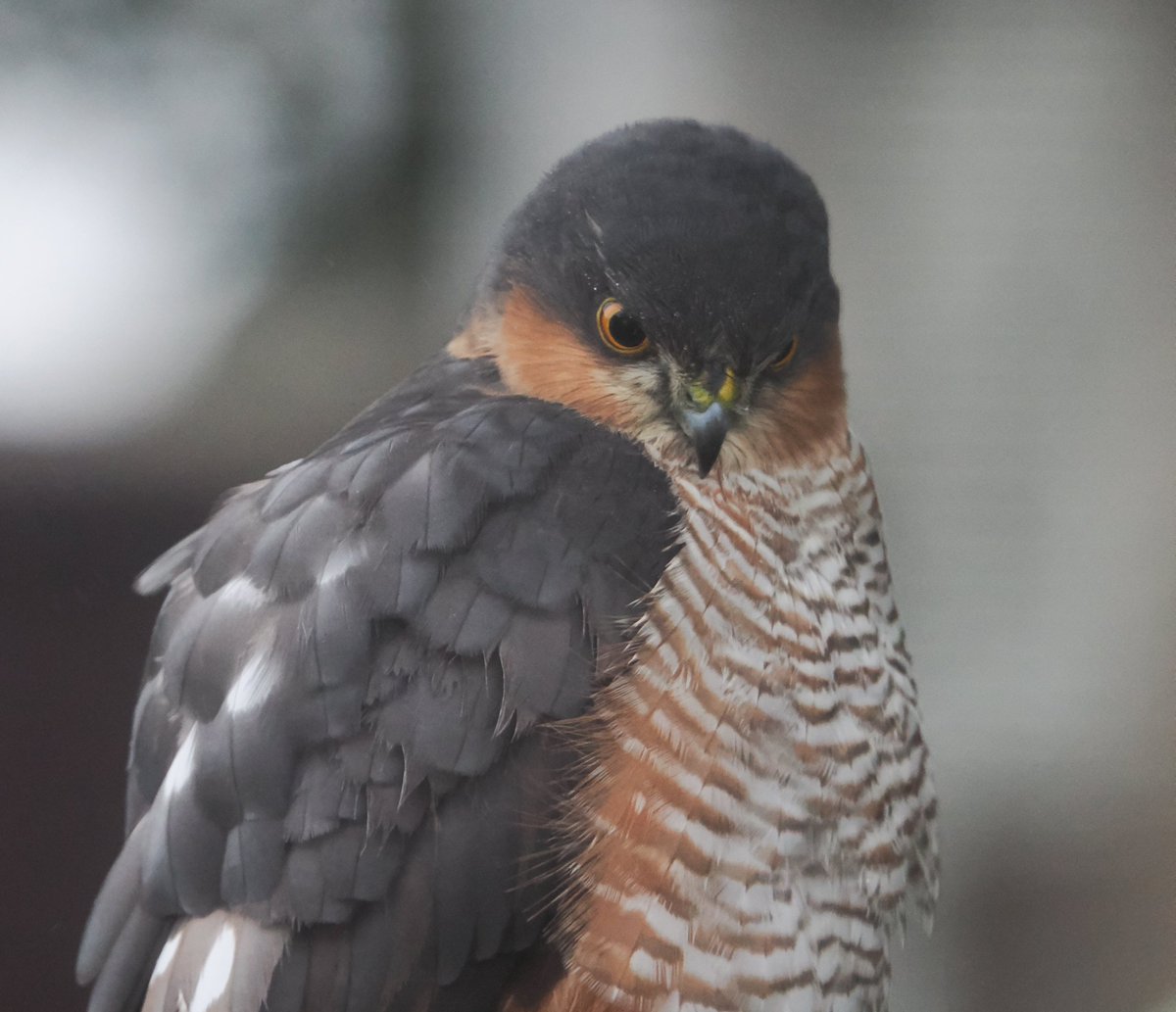 Mickyamuk's tweet photo. A Sparrowhawk hunting in the garden 🦉 https://t.co/p24A2Sb2Ee