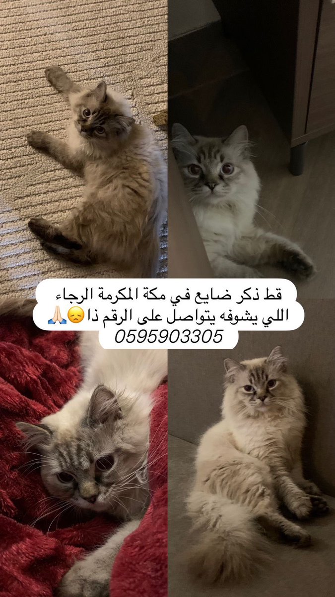 👩🏻💻✨Asmaa | أسماء tweet media