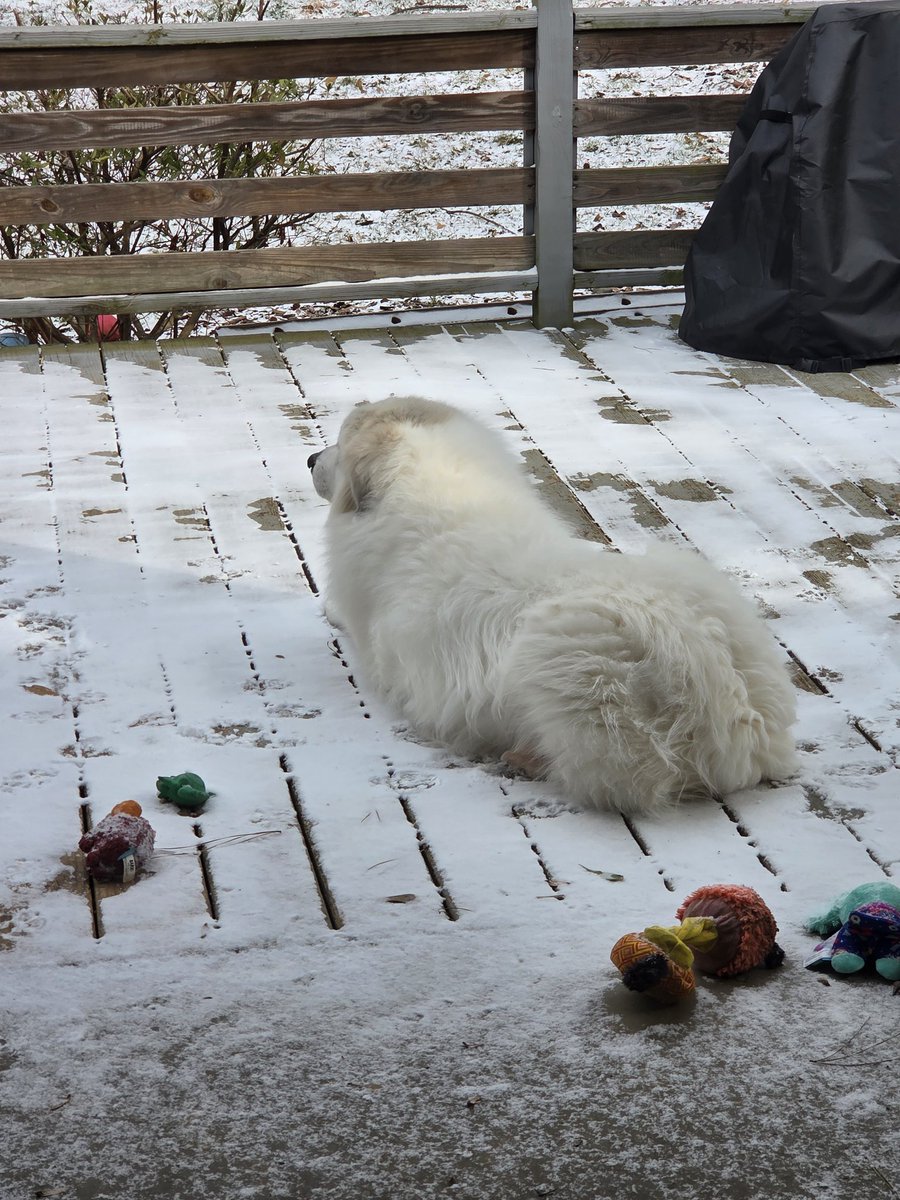 Would love to see some pups. Share a pic. 

We lost ours after a long battle with kidney disease