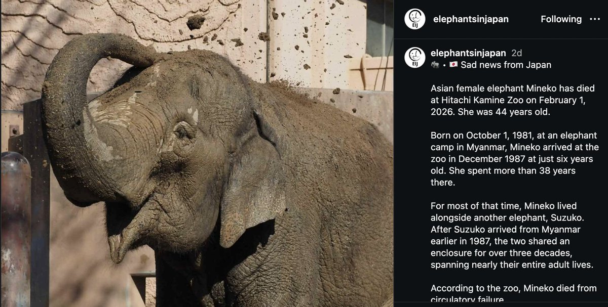 Asian female elephant Mineko has died at Hitachi Kamine Zoo, Japan, at the age of 44. For over 3 decades, she lived in her enclosure with Suzuko, who remains at the zoo and is now living alone. <a href="/japanelephants/">Elephants In Japan</a>