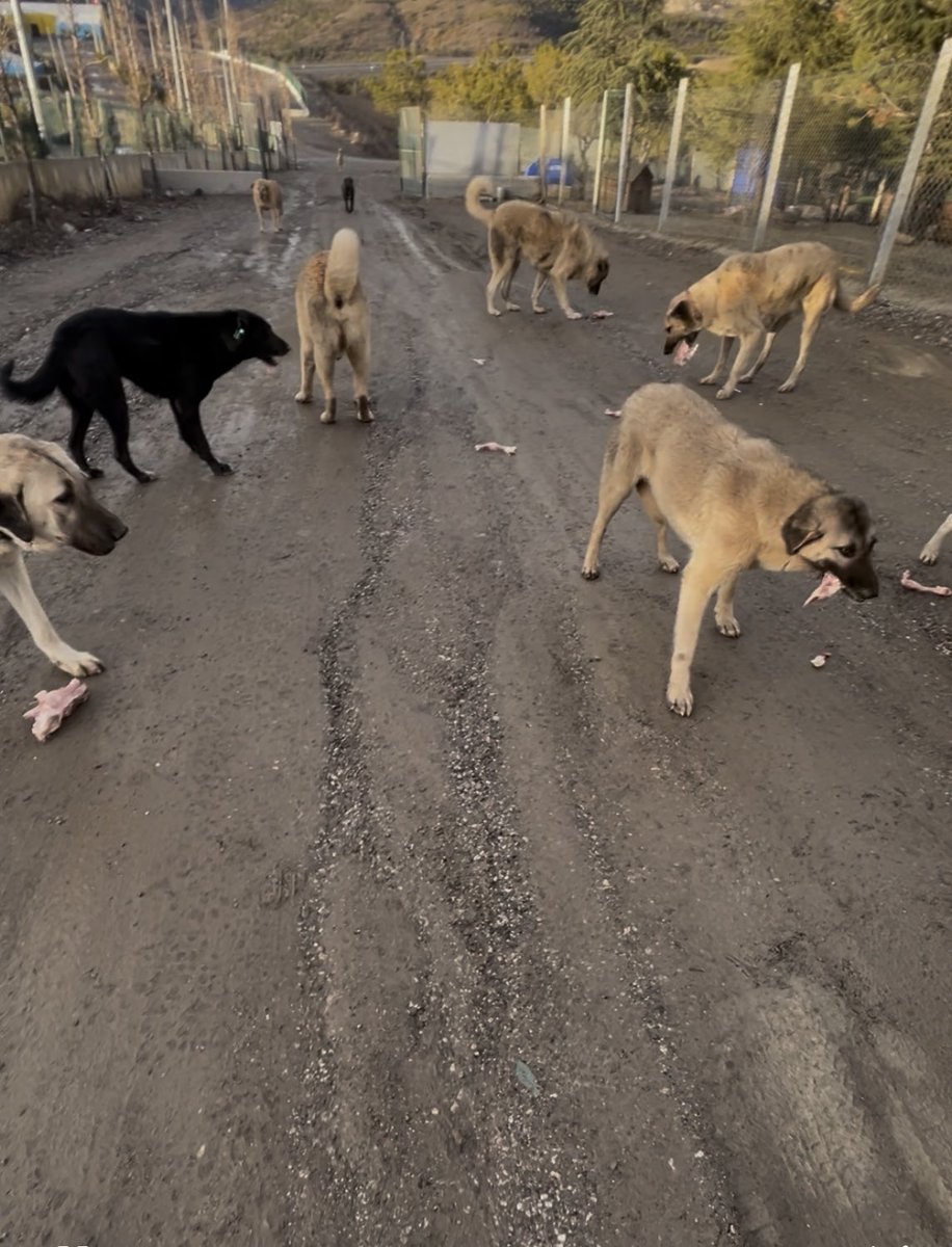 BESLENME YASAKLANAMAZ  ve KISITLANAMAZ Beslenme tüm Canlıların tür
farketmeksizin yasal hakkıdır.
Yasaklanamaz ve kısıtlanamaz. 
Bugün rastladığımız ve gördüğümüz hayvanları besledik.  12/02/2026 perşembe -Çankaya/ANKARA