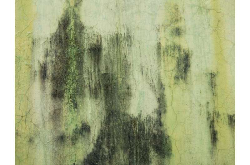 Aller_MD's tweet image. How early-life exposure to #indoor #mold may affect #lung #function, its development over time, and the risk of doctor-diagnosed #asthma. medicalxpress.com/news/2026-02-e…