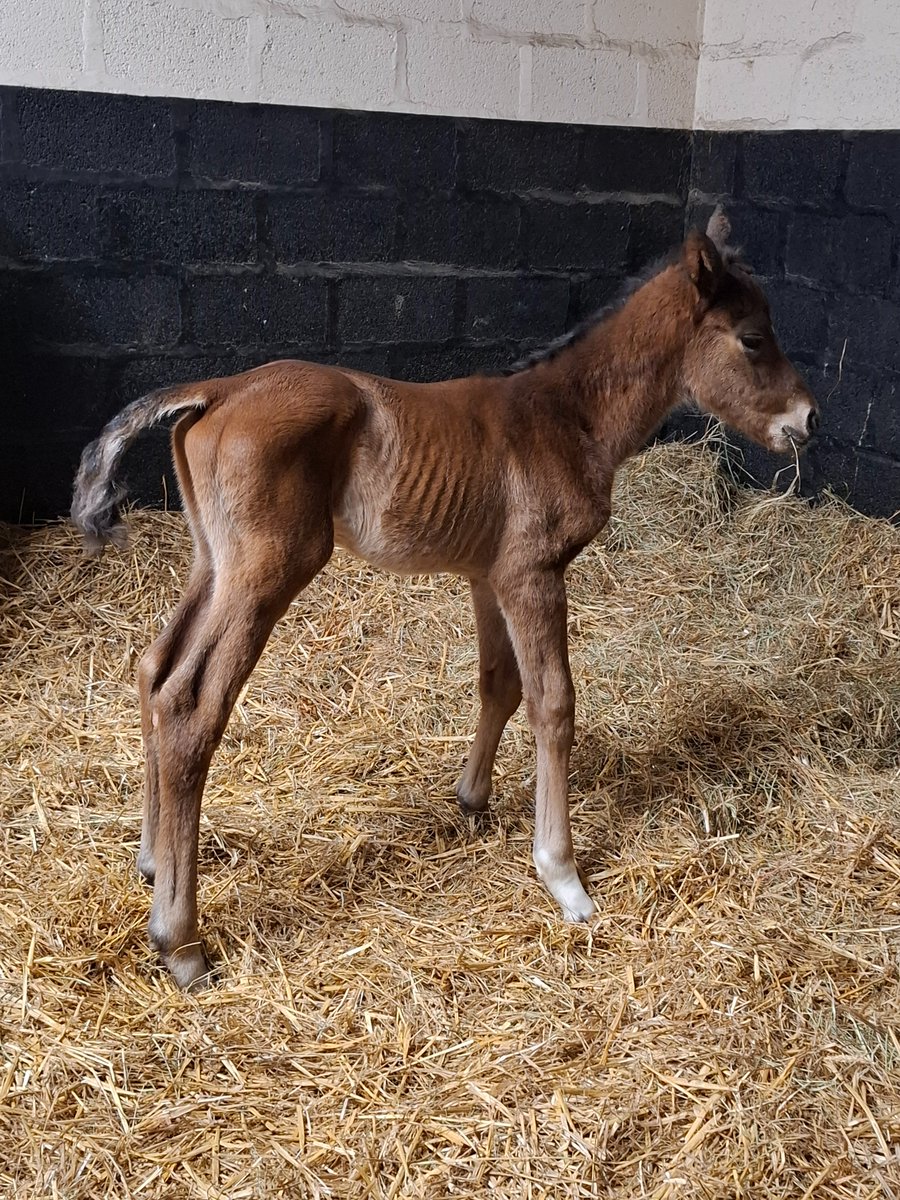 Francisco E. Bernal tweet media