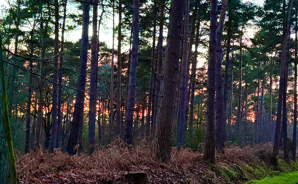 ✨Sarah ✨ tweet media