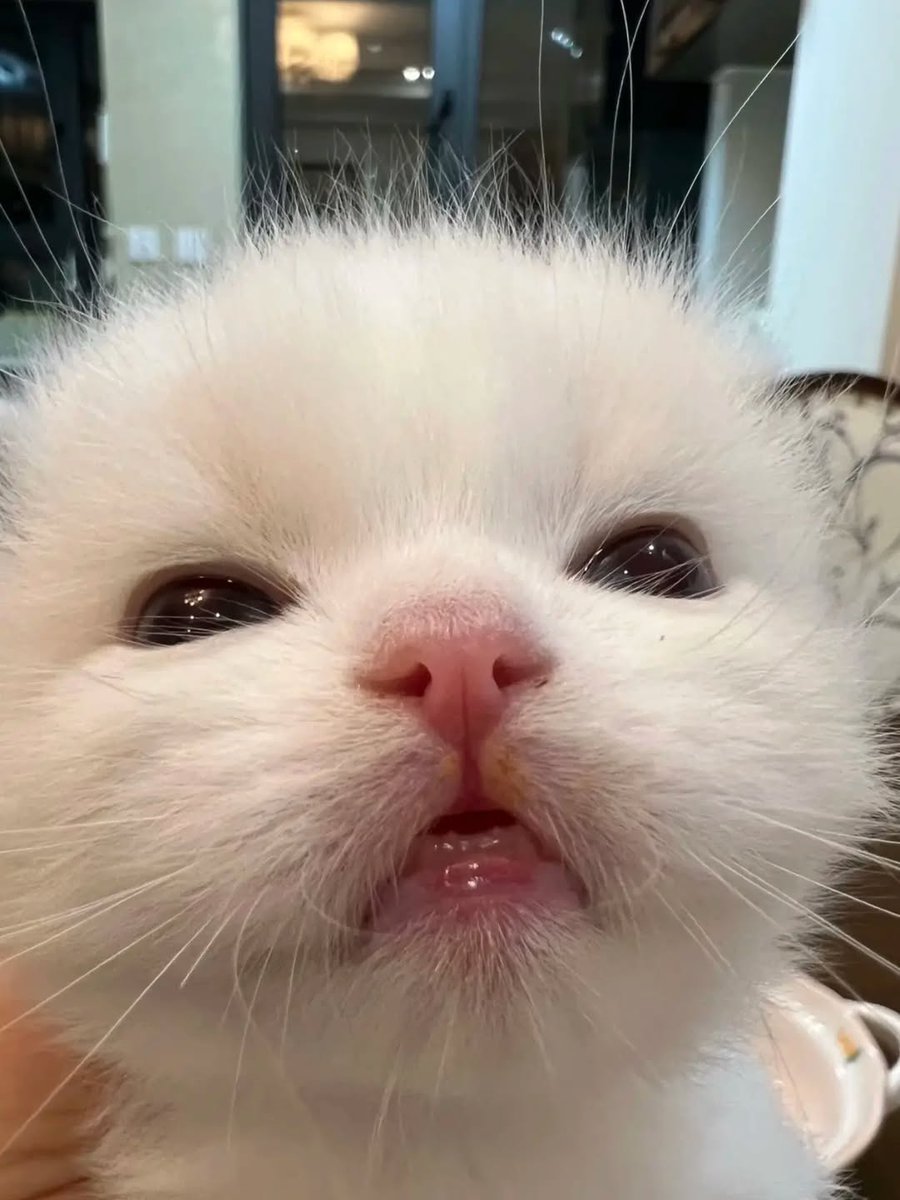 Catsillyness's tweet image. 