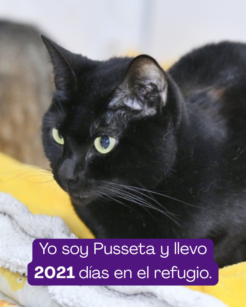 Hay gatos que llevan esperando tanto… que el tiempo ya pesa.

Sally: 2782 días.
Pusseta: 2021.
Filo: 1819.
Rosco: 1717.
Murga: 1638.
Púa: 835.

Días viendo cómo otros se van.
Siguen esperando su hogar. 🏡🤍

📲 621260314 WhatsApp