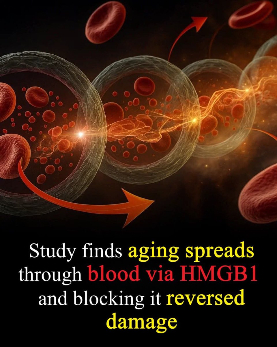 🚨 Scientists found a protein that carries "old age signals" through the body — and blocking it literally reversed the damage.

In a major breakthrough in aging research, scientists at Korea University’s College of Medicine have discovered that cellular aging can spread