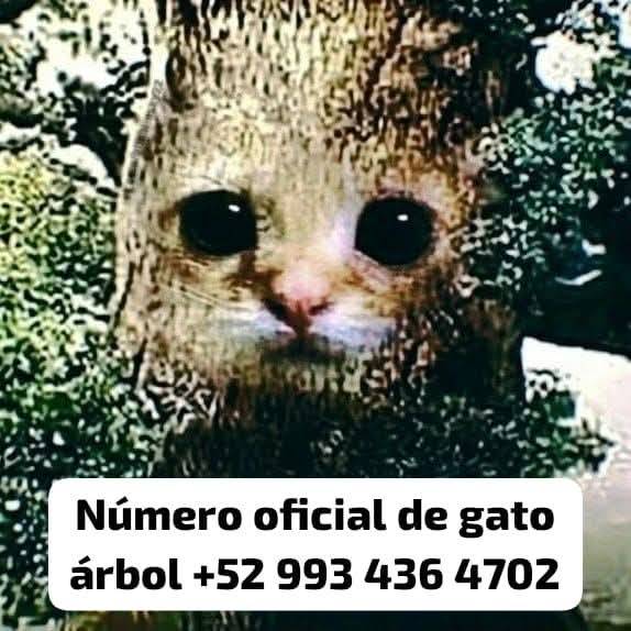 🌠el de los bonλis🎸 ᗜˬᗜ (@bonaisishere) on Twitter photo 