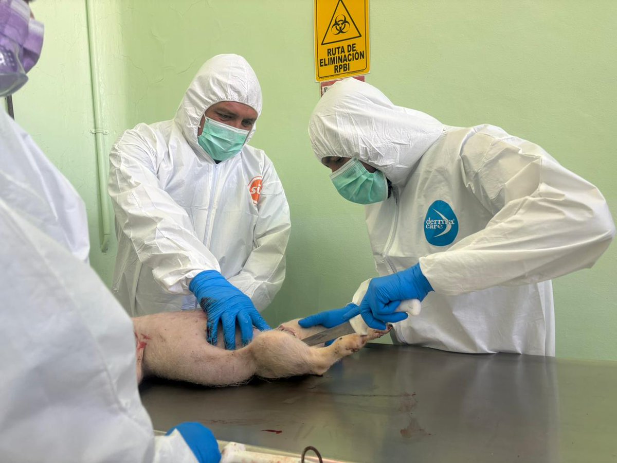 iica_canada's tweet photo. 🔬 PROCINORTE strengthened regional coordination on African Swine Fever and Classical Swine Fever on January 15 in Trinidad and Tobago and January 27–28 in Guadalajara, Mexico.

Policy alignment in the Caribbean and field-based technical exercises in Mexico reinforced regional preparedness and cross-border response capacity.

#PROCINORTE

──────────────────────────────

🔬 PROCINORTE a renforcé la coordination régionale face à la peste porcine africaine et à la peste porcine classique le 15 janvier à Trinité-et-Tobago et les 27–28 janvier à Guadalajara, au Mexique.

L’harmonisation des approches et les exercices techniques ont consolidé la préparation régionale.

#PROCINORTE

──────────────────────────────

🔬 PROCINORTE fortaleció la coordinación regional frente a la Peste Porcina Africana y la Peste Porcina Clásica el 15 de enero en Trinidad y Tobago y el 27–28 de enero en Guadalajara, México.

La articulación en el Caribe y los ejercicios técnicos en México reforzaron la preparación y la capacidad de respuesta regional.

#PROCINORTE
