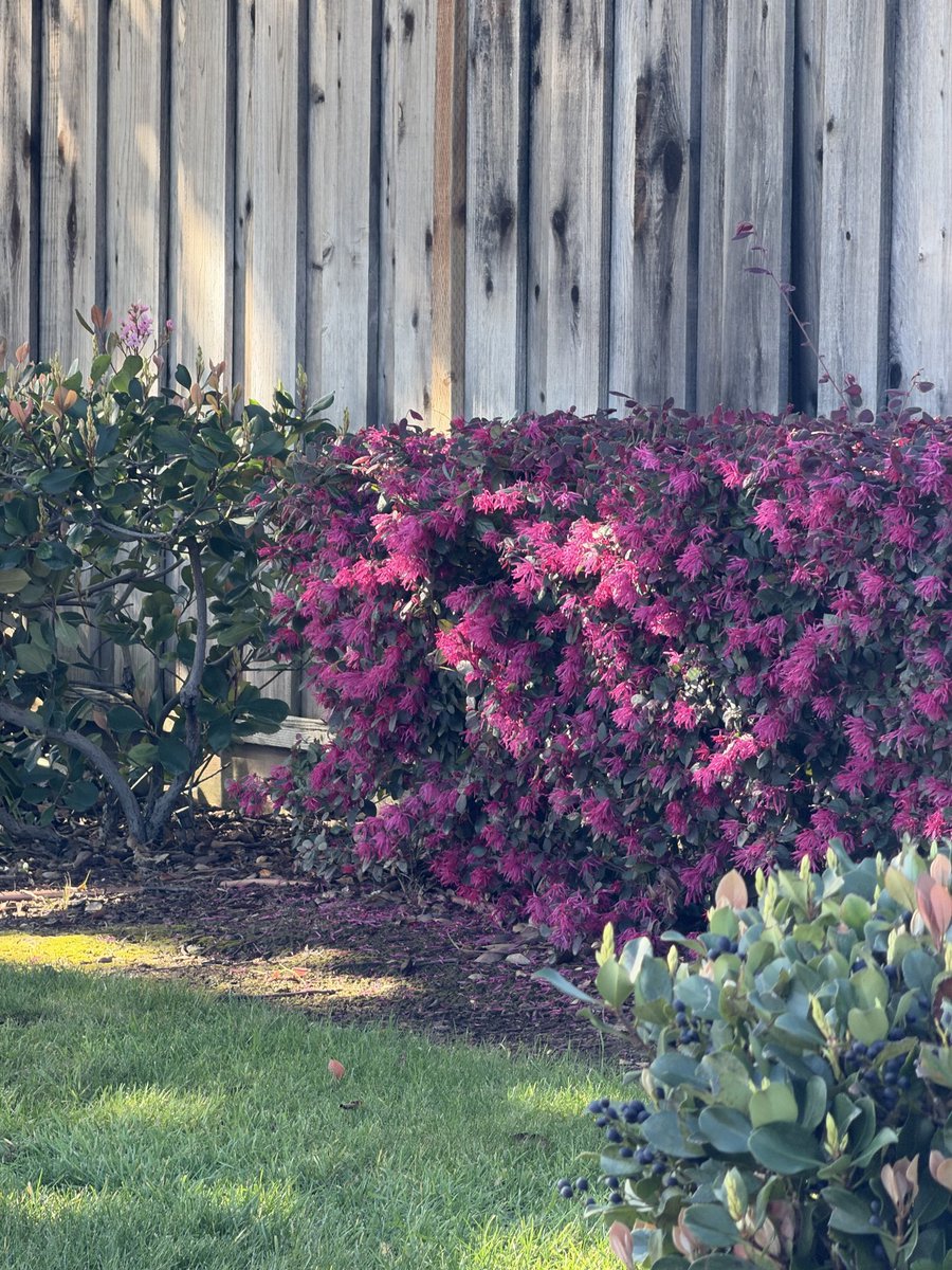 Halina.eth 💎 tweet media