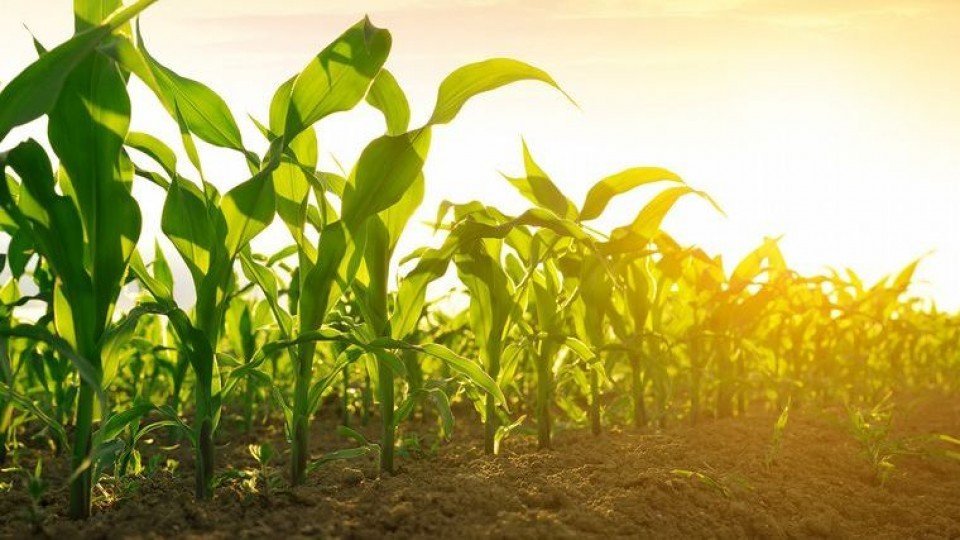 El Agricultor: 
 Un agricultor tenia el mejor cultivo de maíz.  
  Cada año llevaba su maíz a la feria del estado donde le galardonaban.   

Un año un periodista le entrevistó y se enteró de algo interesante acerca de como cultivaba su maíz.    
 El reportero descubrió que el