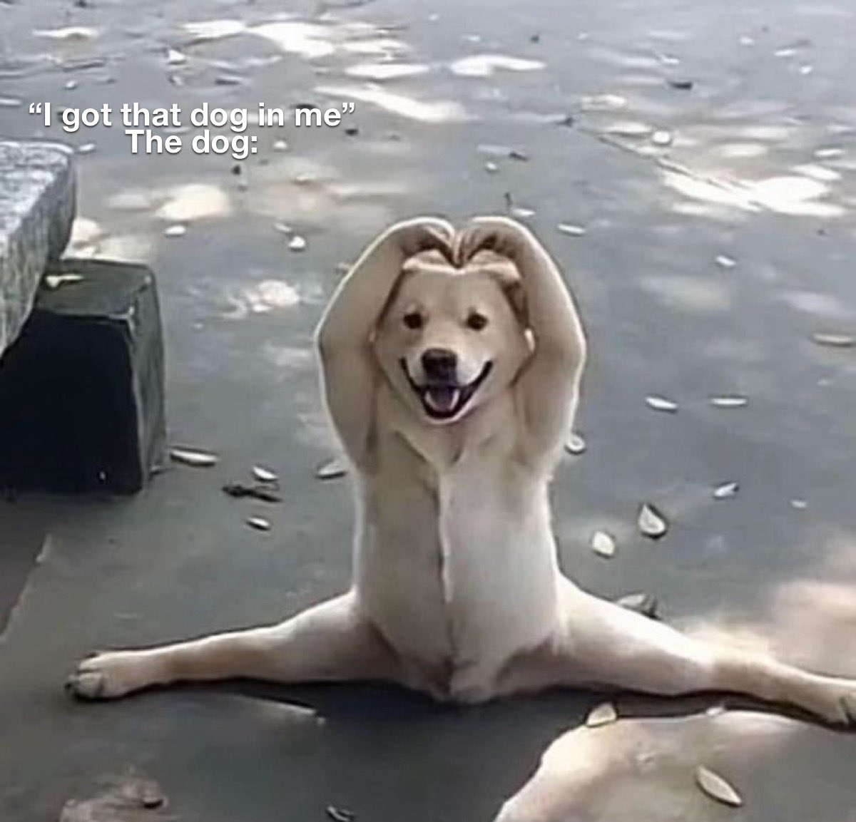 Old Row Pups tweet media