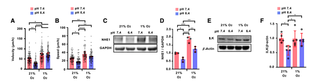 Konstantopoulos Lab tweet media