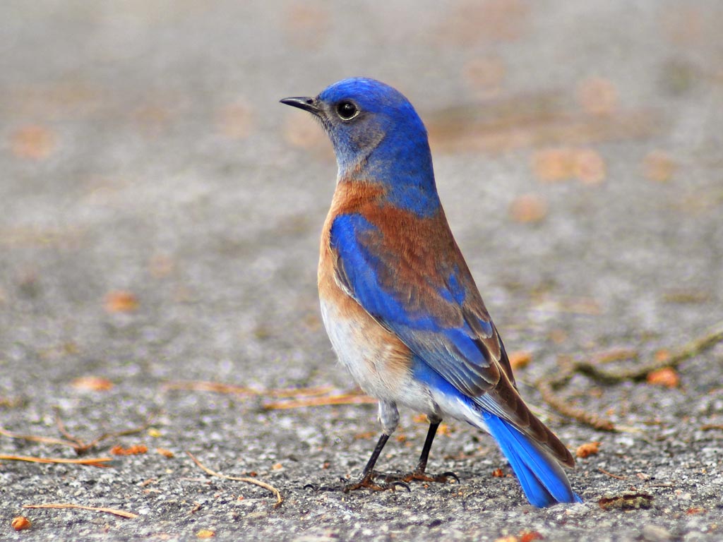 U. Michigan español tweet media