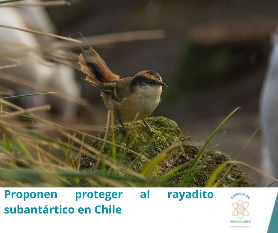 Ciencia en Magallanes tweet media