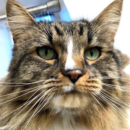 sachikoko's tweet photo. 🙏🏽PLEASE SHARE
🌻Gorgeous, Sweet 5YO #Tabby #MaineCoon Mix Kitty "READY"🌻
😿Recently Lost Her Person
🔊Needs A Calm, Patient🏡#FureverHome🏡
▶️ https://t.co/D6hhUj4cVk
🙏🏽#AdoptDontShop #AdoptMe #Adopt
#WalnutCreek, #CA #SF #BayArea #Cats
✅Cats #CommunityConcernForCats https://t.co/WP5cEA5KlI