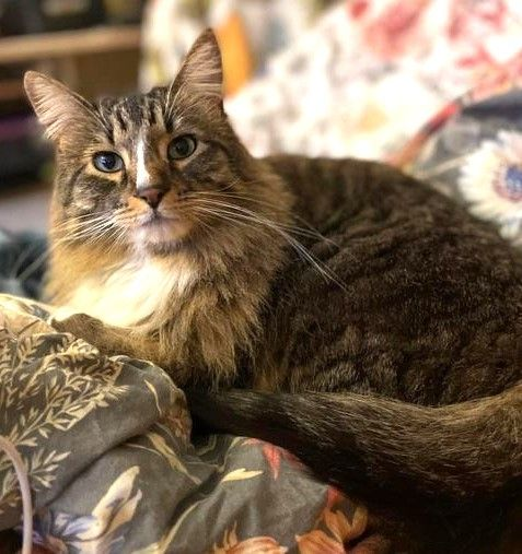 sachikoko's tweet photo. 🙏🏽PLEASE SHARE
🌻Gorgeous, Sweet 5YO #Tabby #MaineCoon Mix Kitty "READY"🌻
😿Recently Lost Her Person
🔊Needs A Calm, Patient🏡#FureverHome🏡
▶️ https://t.co/D6hhUj4cVk
🙏🏽#AdoptDontShop #AdoptMe #Adopt
#WalnutCreek, #CA #SF #BayArea #Cats
✅Cats #CommunityConcernForCats https://t.co/WP5cEA5KlI