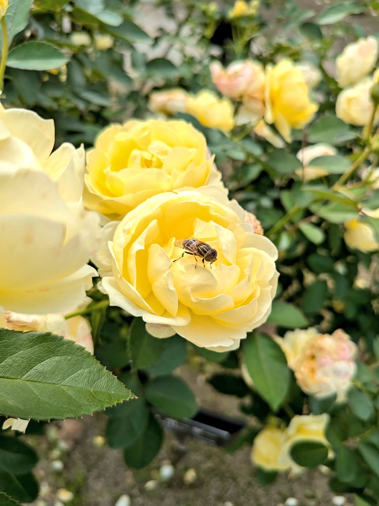 ヨッシー (@AOGSDkw5Qmr1X51) / Posts / X