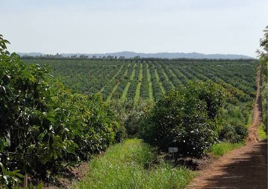 Avocado Farming tweet media