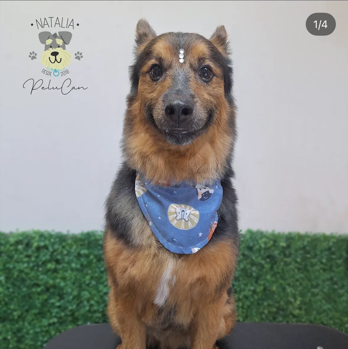 Kabroneitor's tweet image. lloro de la risa alguien me explica porque están tan felices los amo