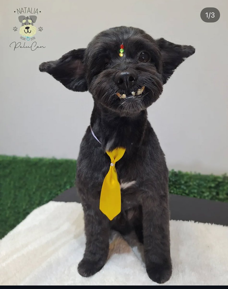 Kabroneitor's tweet image. lloro de la risa alguien me explica porque están tan felices los amo