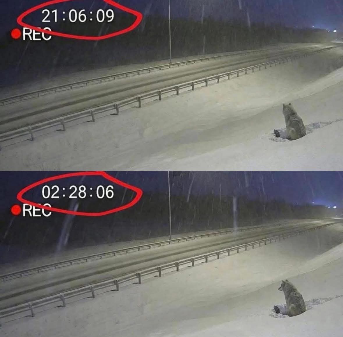 A las 2:28 a.m., en una carretera congelada de Manitoba, una cámara de seguridad captó algo que parece sacado de una película… pero fue real. 💔

Un perro llevaba más de 4 horas sin moverse.

No corría.
No pedía ayuda.
No huía del frío que podía matarlo.

Los autos pasaban. Las