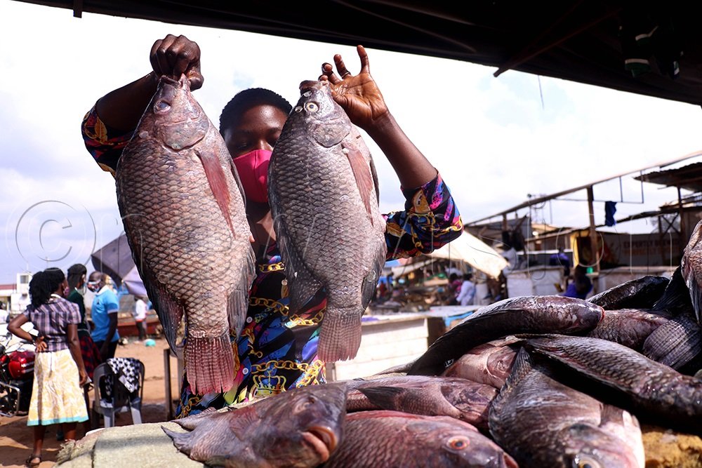 GovUganda's tweet image. Uganda has been officially cleared to export animals and animal products to the European Union, a significant milestone that opens new opportunities for the country’s aquaculture and livestock sectors.