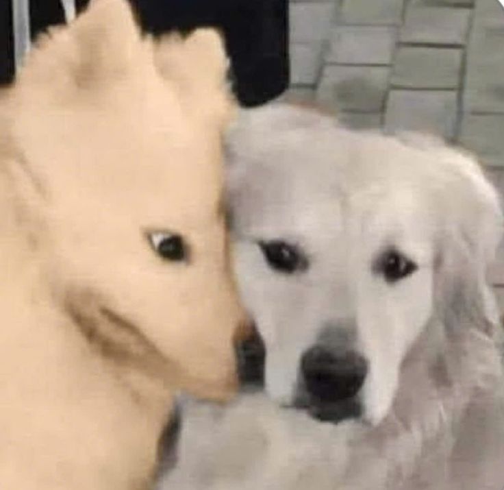 Ahora lo van a funar también o solo son partidarias cuando es Aldo?