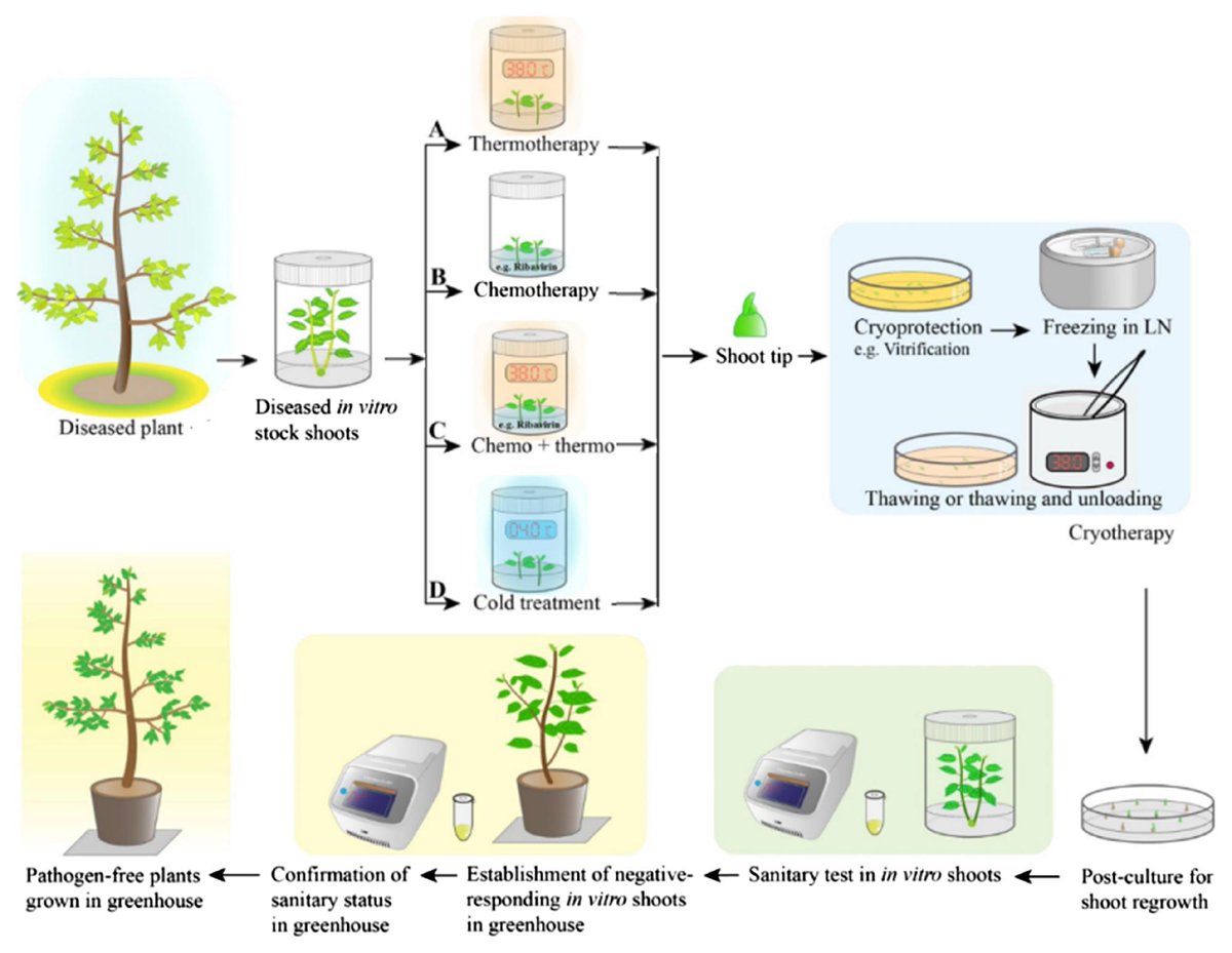 Plant Disease tweet media