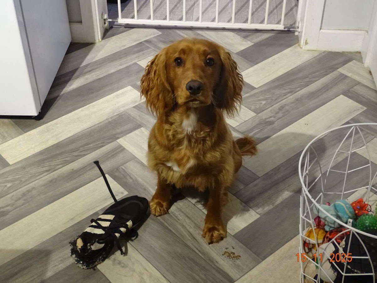 Simon @ Black Phoenix Designs tweet media