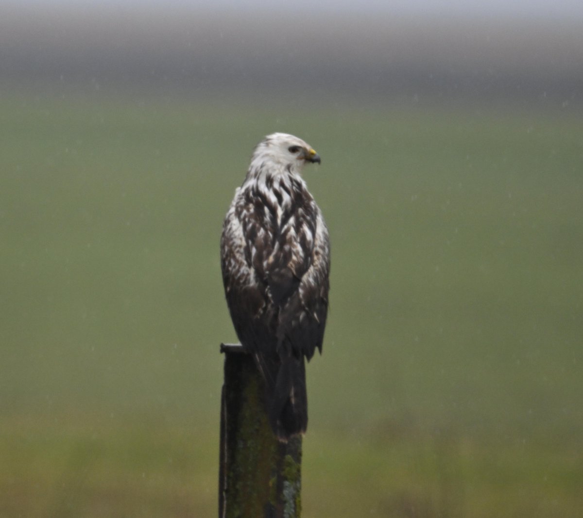 Ben Koks tweet media