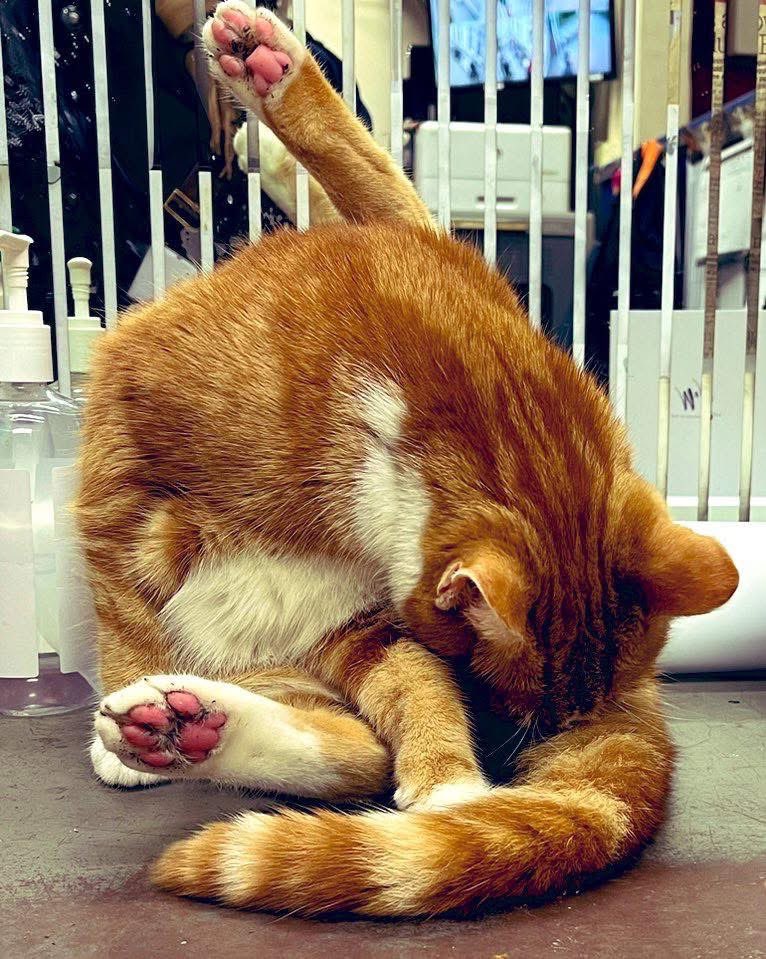 George The Stourbridge Junction Station Cat tweet media