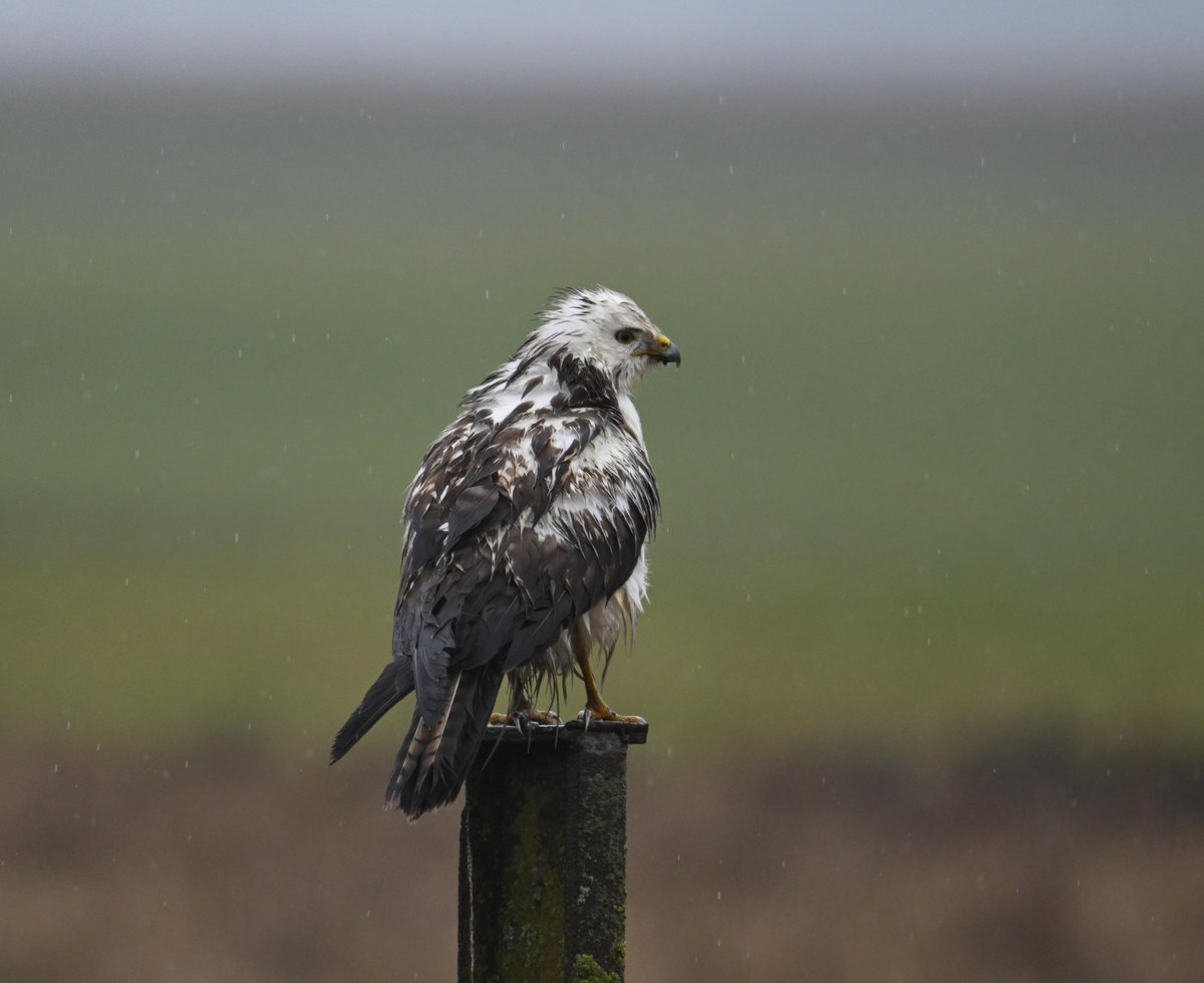 Ben Koks tweet media