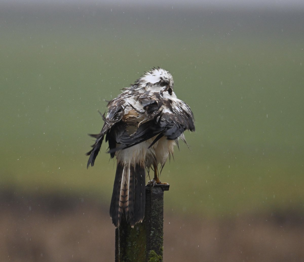 Ben Koks tweet media