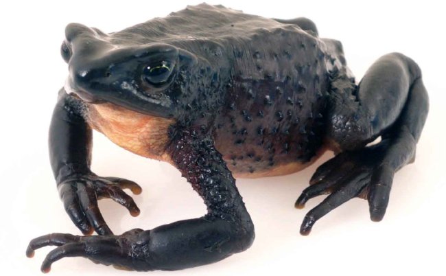 El jambato negro “volvió de la extinción”. Seamos dignos de la presencia de esta especie respetando su hábitat. 🐸
#SalvemosAlJambato #CarreteraResponsable #DesarrolloSinExtincion <a href="/CorteChimborazo/">Corte Provincial de Justicia de Chimborazo</a> <a href="/EcuadorMAE/">Ministerio de Ambiente y Energía</a> <a href="/lourdestiban1/">Lulu Tiban</a>