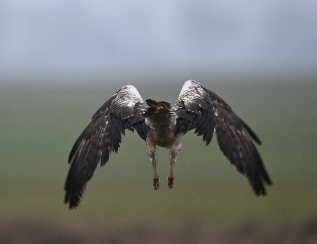 Ben Koks tweet media